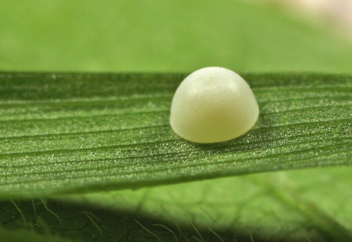 Clouded Skipper egg